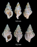 Cymatiella tritonea (Grateloup, 1845)