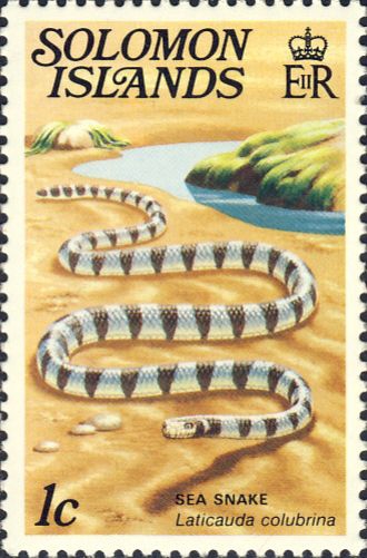 Laticauda colubrina Laticauda colubrina