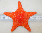 Hippasteria - medium-large specimen