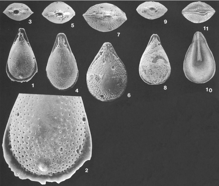 Lagenosolenia inflatiperforata McCulloch, 1977