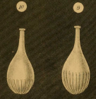 Lagena striata var. semistriata Williamson, 1848