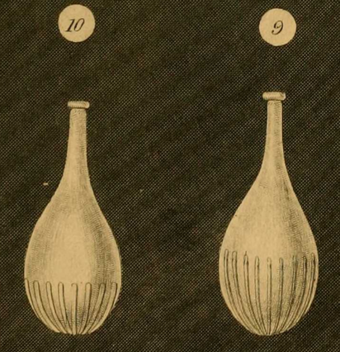 Lagena striata var. semistriata Williamson, 1848