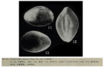 Cardobairdia elongata Ruan & Hao (Yi-Chun), 1988