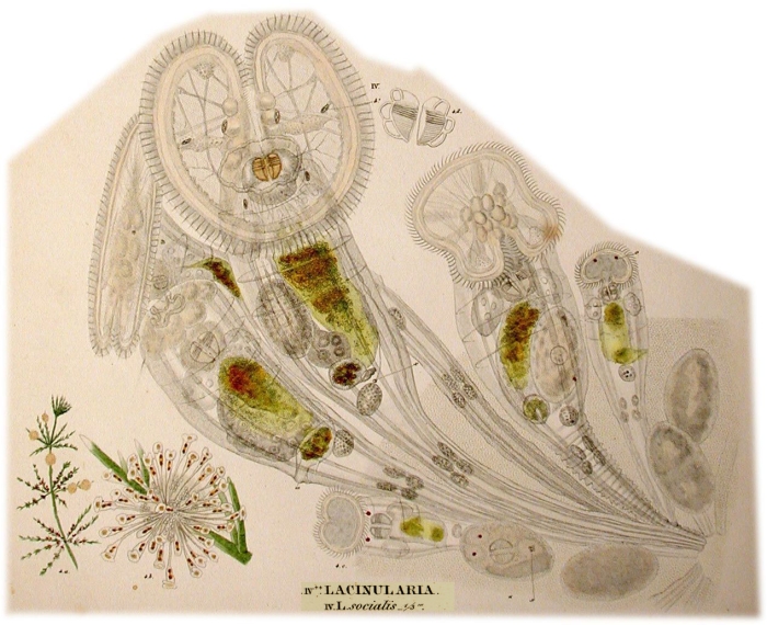 Lacinularia socialis