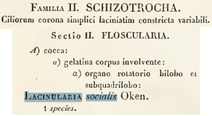 Lacinularia socialis
