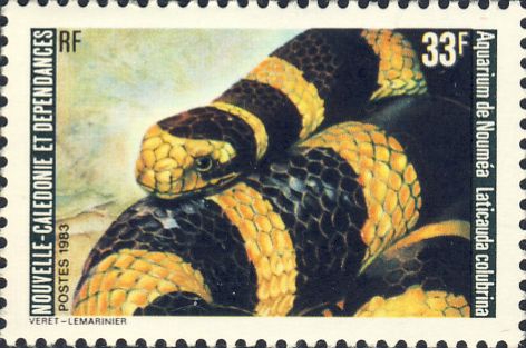 Laticauda colubrina Laticauda colubrina
