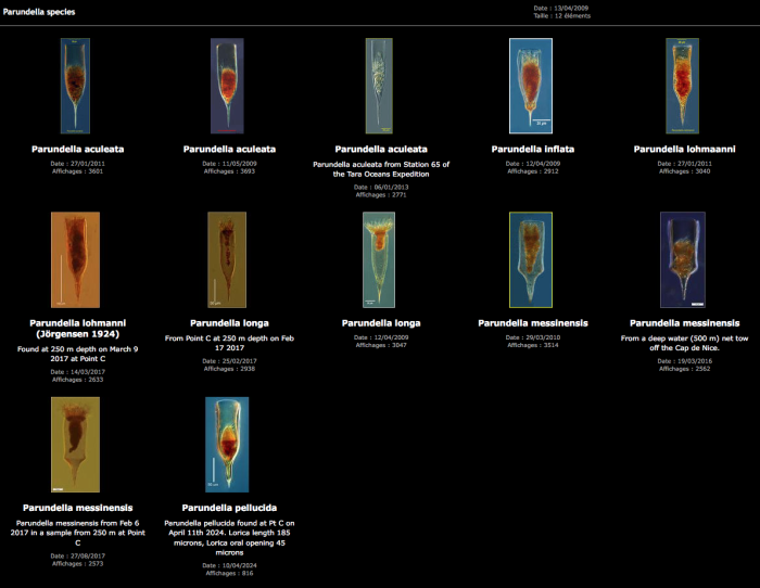 Examples of Parundella Species