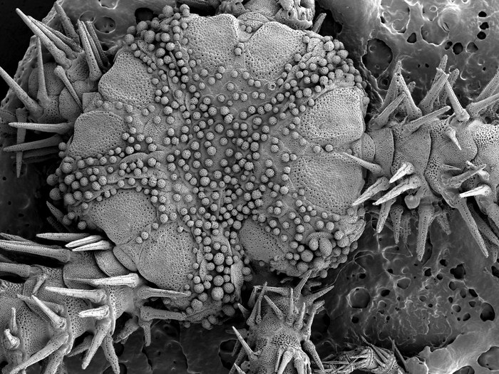 "Ophiomitrella" thuyi