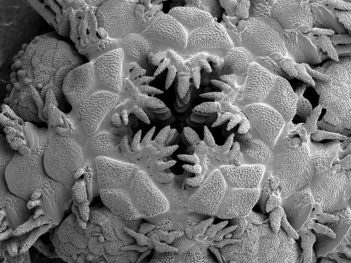 "Ophiomitrella" thuyi