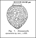 Illustratiion from Wang 1936