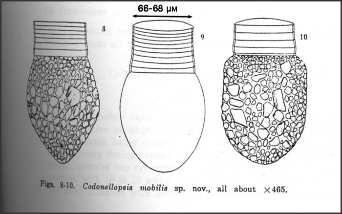 Illustration from Wang 1936