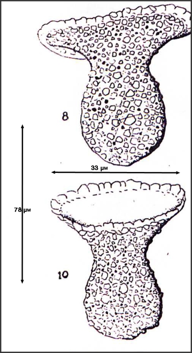 illustration from Osorio-Taffal 1941