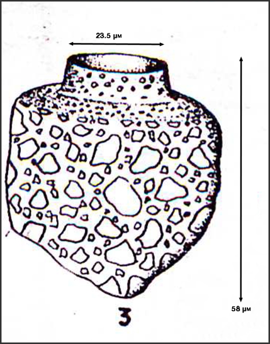 Ilustration from Osorio-Tafall 1941