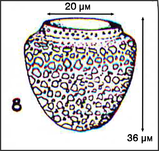 Illustration from Osorio-Tafall 1941