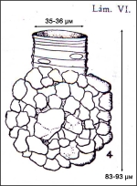 Illustration from Osorio-Tafall 1941