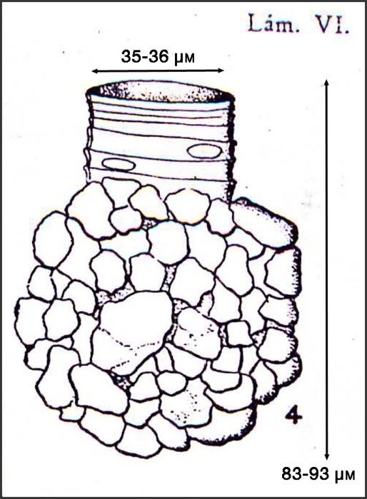 Illustration from Osorio-Tafall 1941