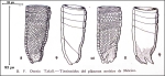 Illustration from Osorio-Tafall 1941
