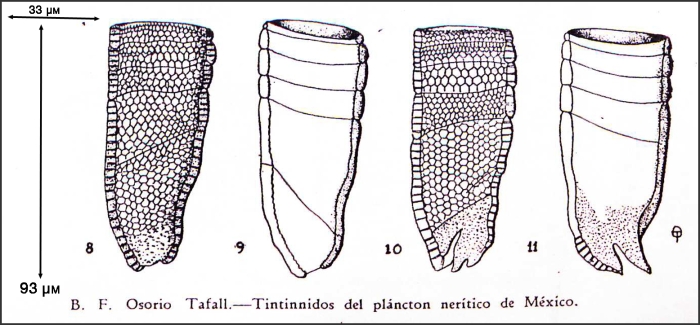 Illustration from Osorio-Tafall 1941