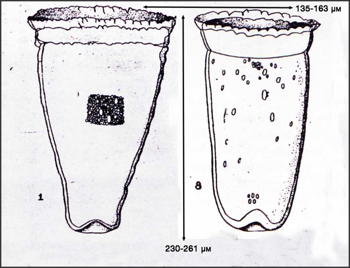 Illustration from Osorio-Tafall 1941