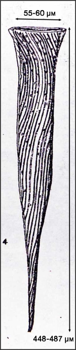 Illustration from Osorio-Tafall 1941