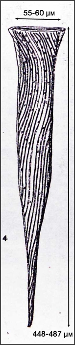 Illustration from Osorio-Tafall 1941