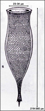 Illustration from Osorio-Tafall 1941