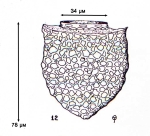 Illustration from Osorio-Tafall