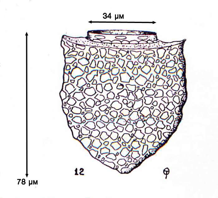 Illustration from Osorio-Tafall