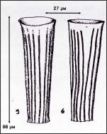 Illustration from Osorio-Tafell 1941