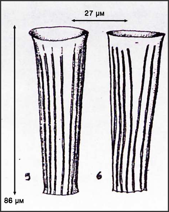 Illustration from Osorio-Tafell 1941