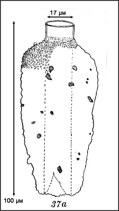 illustration from Roxas 1941