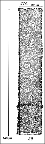 Illustration from Roxas 1941