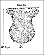 Illustration from Roxas 1941