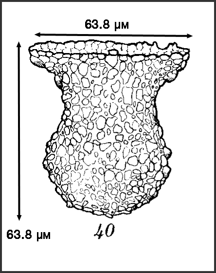 Illustration from Roxas 1941