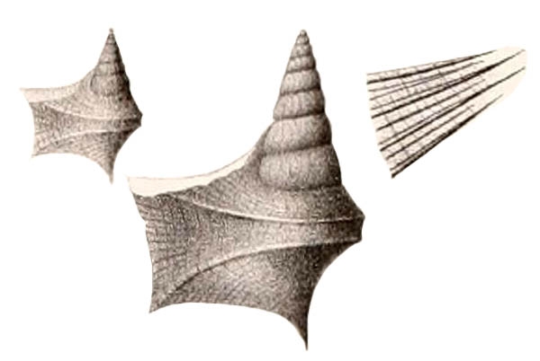 Aporrhais biangulata Meek and Hayden