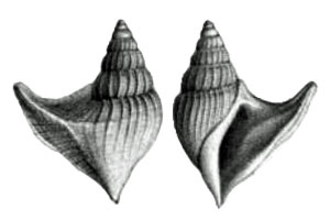 Chenopus analogus Deshayes, 1866