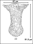 Illustration from Roxas 1941