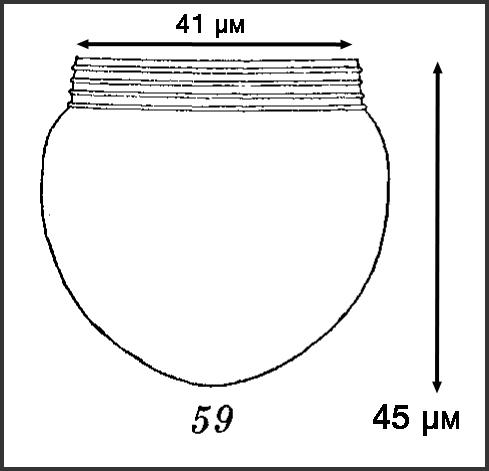 Illustration from Roxas 1941