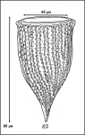 Illustration from Roxas 1941