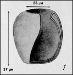 Illustration from Campbell 1942