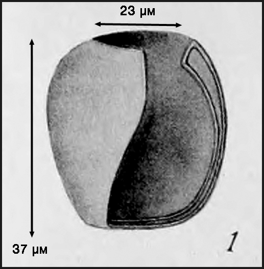 Illustration from Campbell 1942