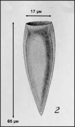 Illustration from Campbell 1942