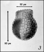 illustration from plate 1 of Campbell 1942