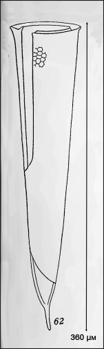 Illustration from Campbell 1942