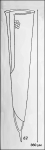 Illustration from Campbell 1942