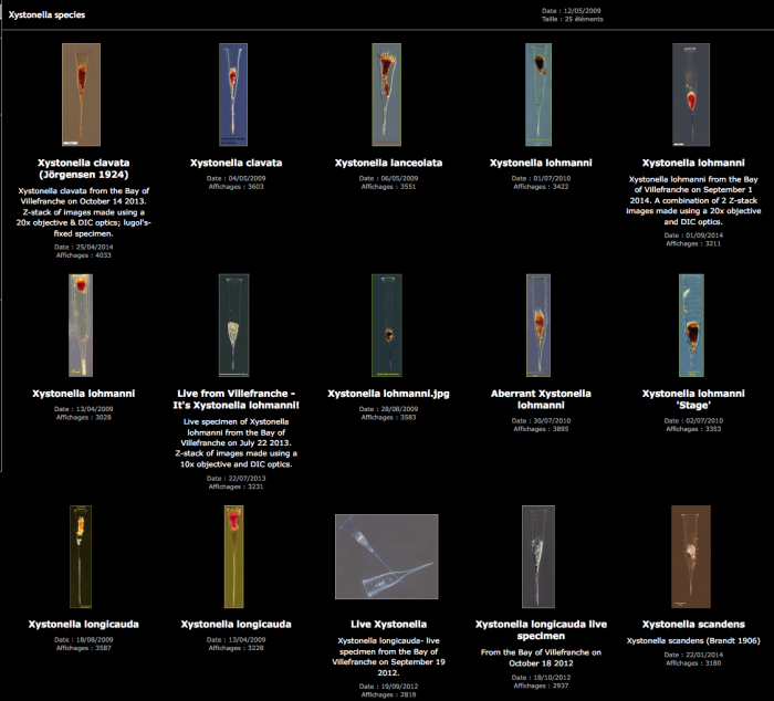 examples of speces of the genus Xystonella