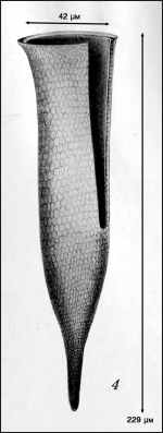 Illustration from Campbell 1942