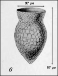 Ilustration from Campbell 1942