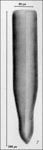 Illustration from Campbell 1942