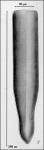 Illustration from Campbell 1942